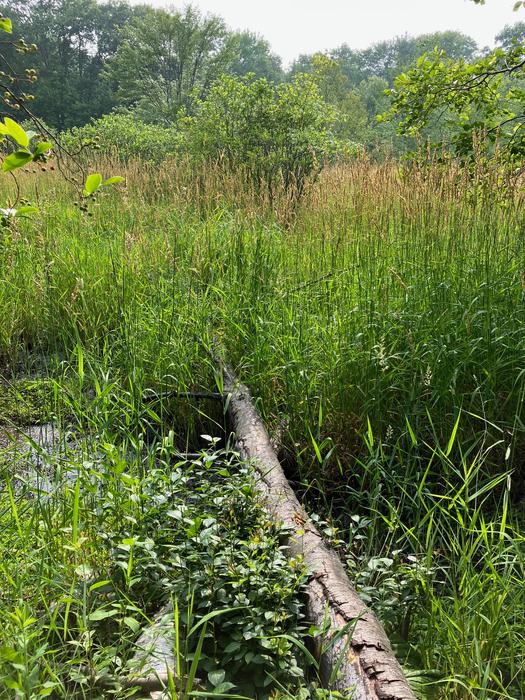 (Credit: Peter Bradley)