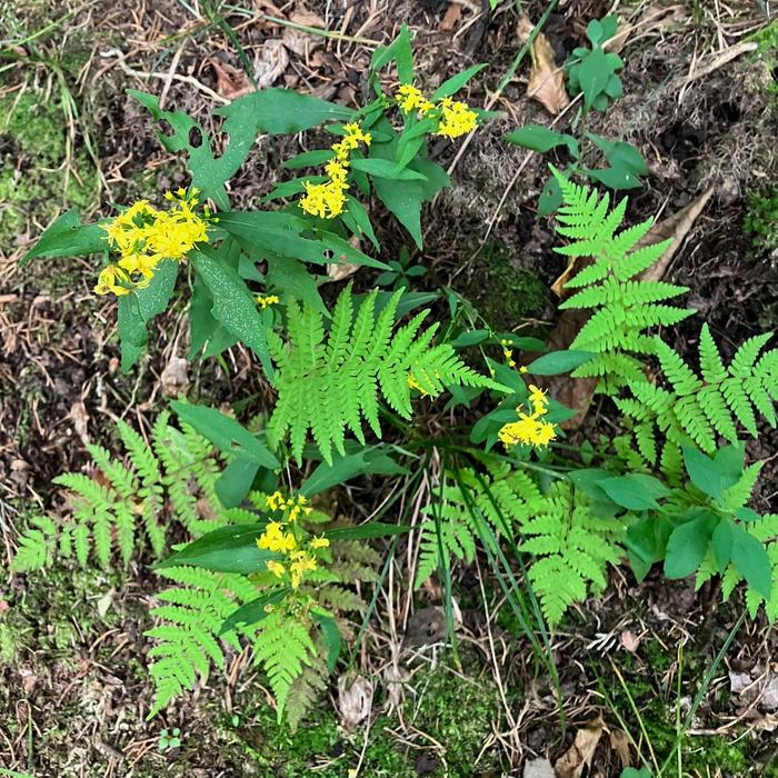 (Credit: Peter Bradley)