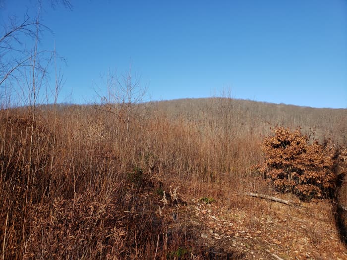 Diverse songbird habitat through forest management (Credit: G. Milne)