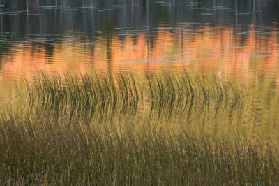 Tom Blagden: Autumn Reflections &amp; Rushes, Upper Hadlock Pond, ANP