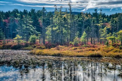 Tom Blagden: Autumn Light on Witch Hole Pond, ANP
