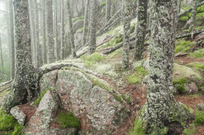 Tom Blagden: Forest in the Fog, Beech Mountain, ANP