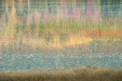 Tom Blagden: Reflections of Reeds, Seal Cove Pond, ANP
