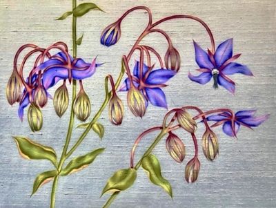 Deborah Falls: Borage