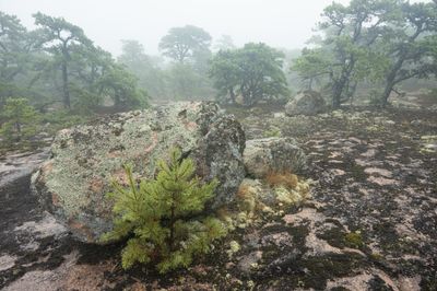 Tom Blagden: Foggy Heights, Cadillac Mountain, ANP