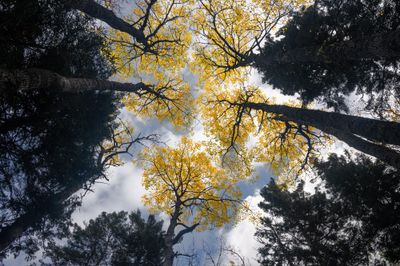 Tom Blagden: Goldlen Canopy, ANP