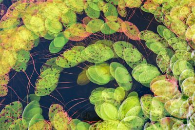 Tom Blagden: Lilly Pad Tango, Somes Pond