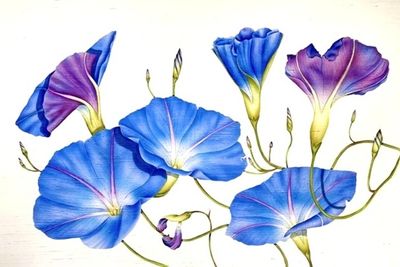 Deborah Falls: Morning Glories