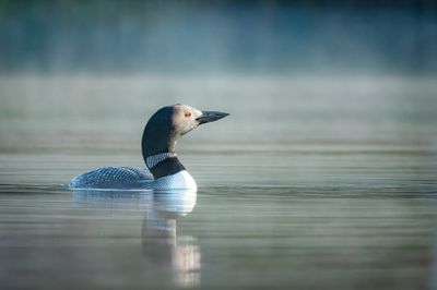 Tom Blagden: Morning Mist, Little Long Pond