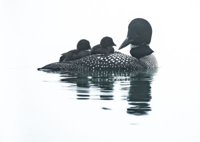 Tom Blagden: Parenting, Jordan Pond, ANP