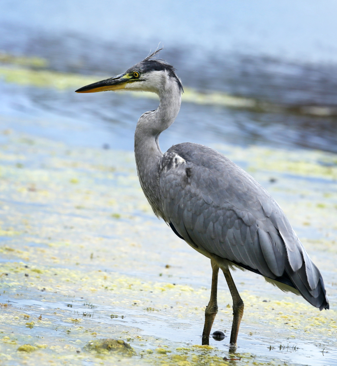 Blue Heron