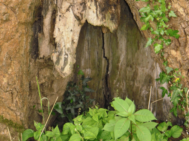 Tree with leaves