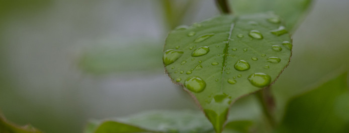 green leaf in akron ohio with water droplets on it