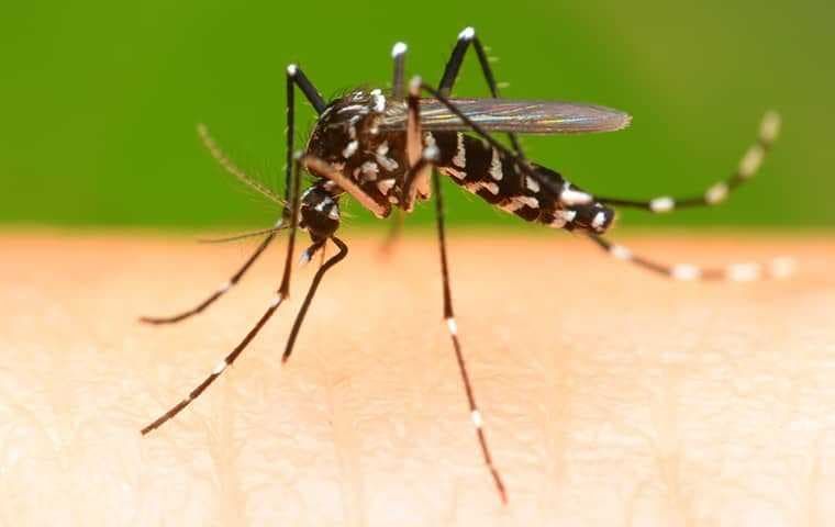 a mosquito biting someone