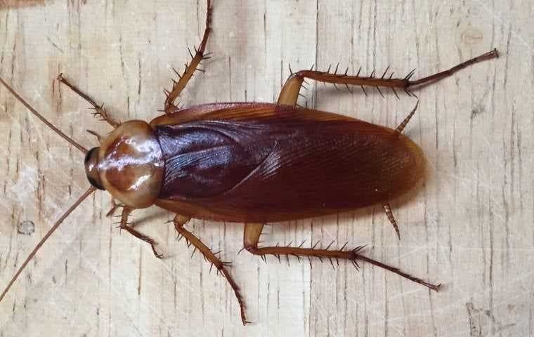 a cockroach up close