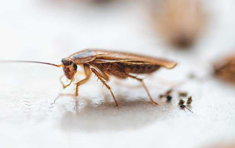 How To Get Rid Of Cockroaches: A Comprehensive Guide For Salt Lake City Homeowners