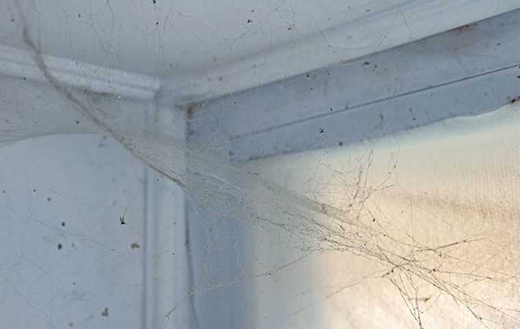 The ABCs Of Spider Prevention: How To Keep Your Salt Lake City Home Arachnid-Free