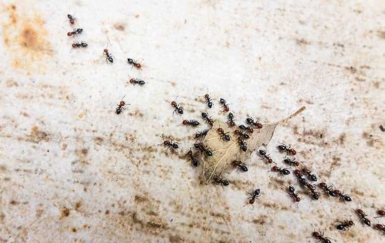a pavement ant infestation