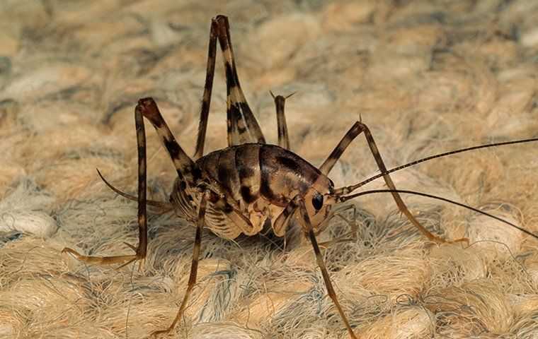 How To Get Rid Of Camel Crickets In Exton Homes