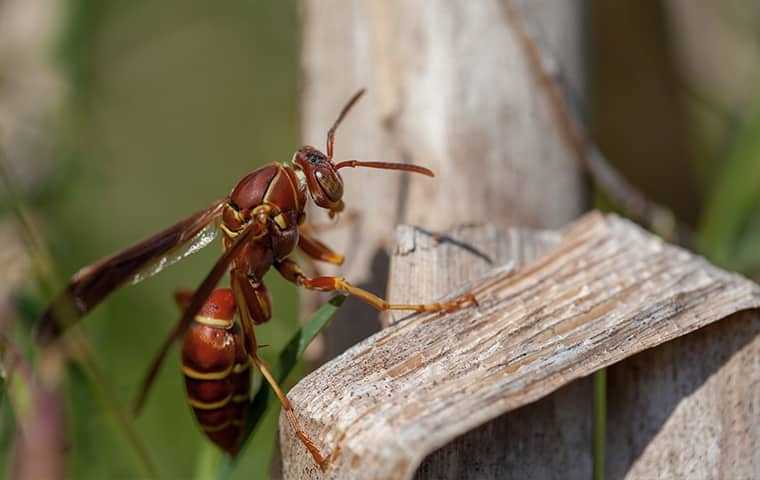 How To Keep Wasps Away From Your Salt Lake City Home