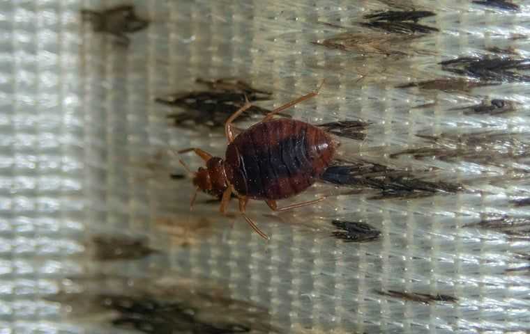 Say Goodbye to Bed Bugs With Heat: The Safe And Proven Treatment For Salt Lake City Homes