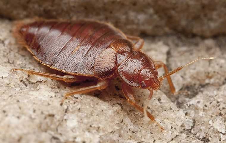Say Goodbye To Bed Bugs: Effective Control Strategies For Your Salt Lake City Home
