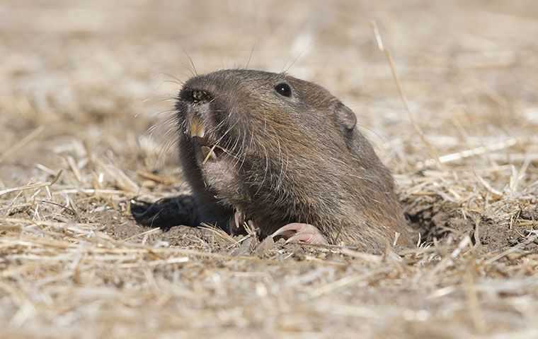 Gopher Control 101: How To Safely Eliminate Gophers On Your Salt Lake City Property