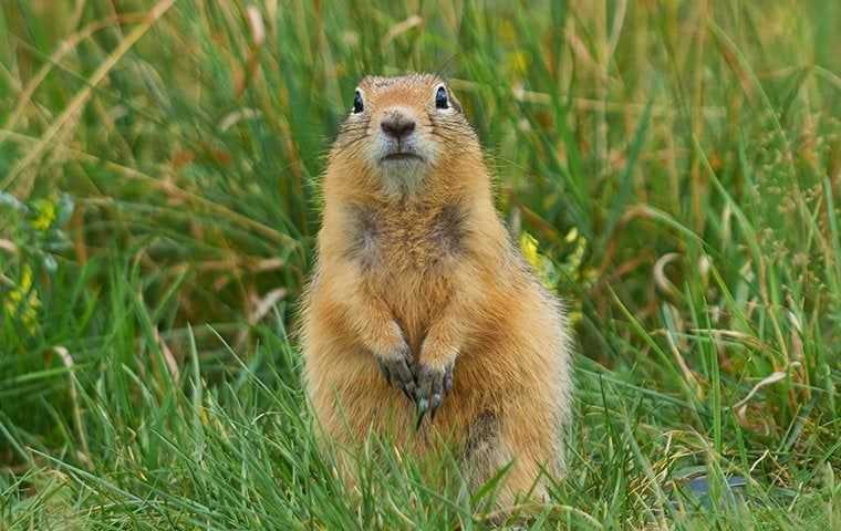 a gopher in the grass
