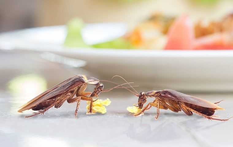 two cockroaches in a kitchen