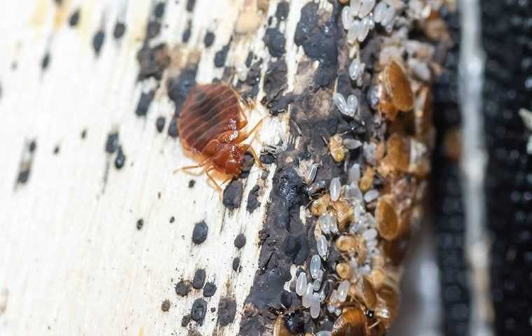 Frequently Asked Questions About Bed Bug Heat Treatments In Salt Lake City
