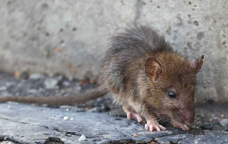 How To Get Rid Of Rats: Tips For Effective Rodent Control For Salt Lake City Properties
