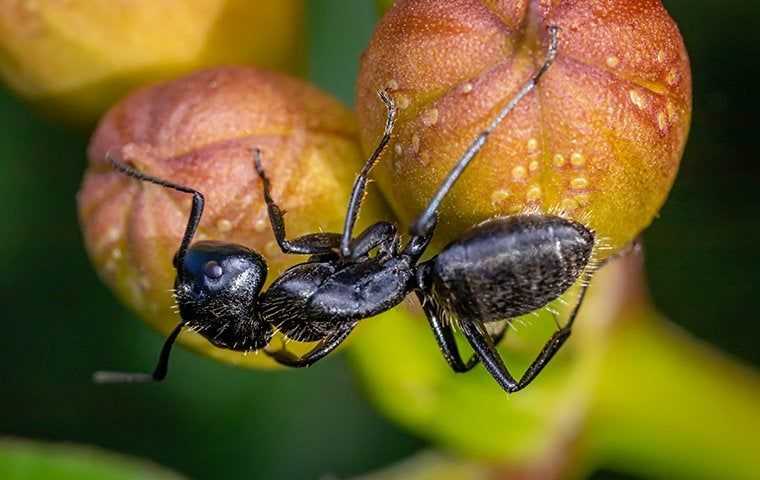 carpenter ant on orange fruit