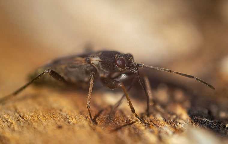 Defending Your Salt Lake City Property: Effective Elm Seed Bug Prevention And Control
