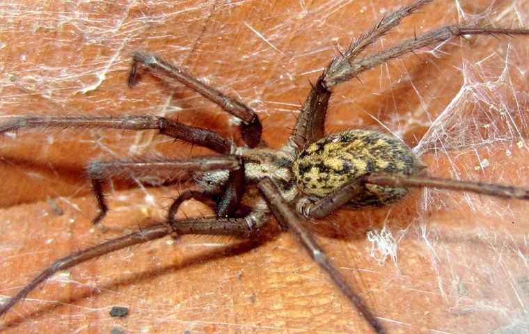 hobo spider in web