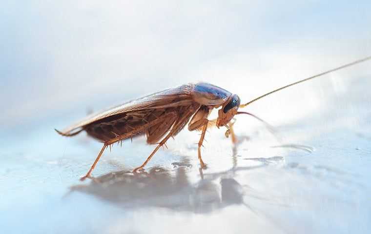 german cockroach on wet plate