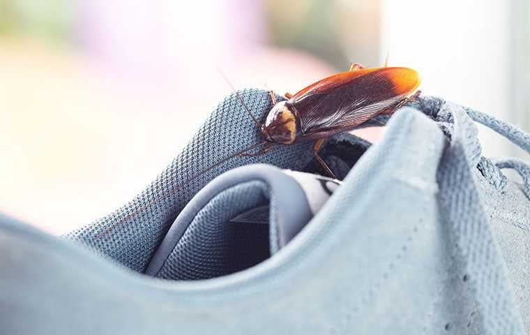 Don't Let Roaches Take Over Your Salt Lake City Home!