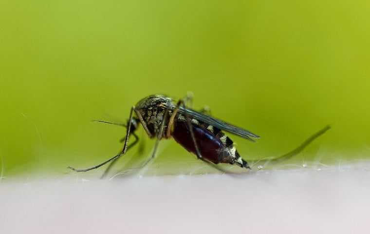 a mosquito biting someone up close