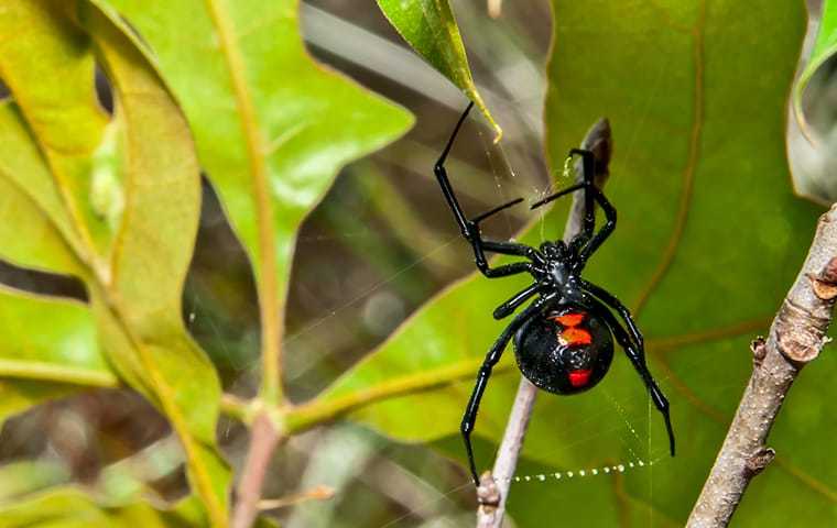 "black widow spider on a web