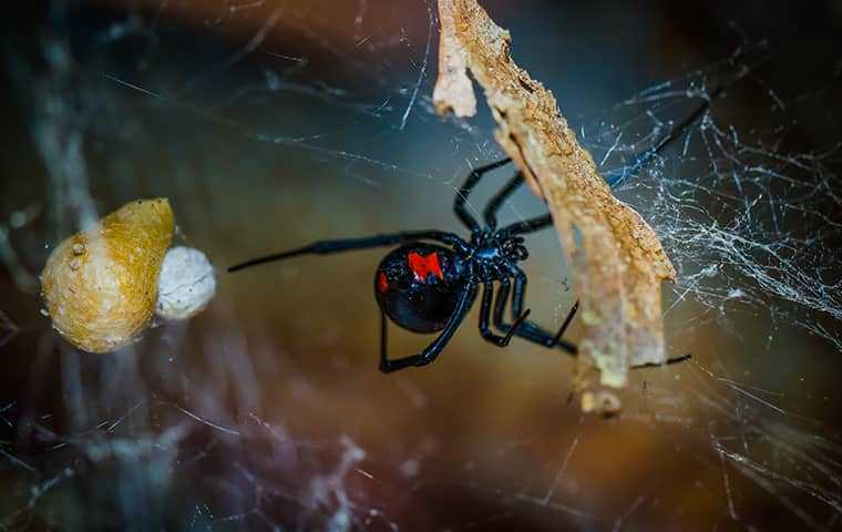black widow spider in web with egg sac