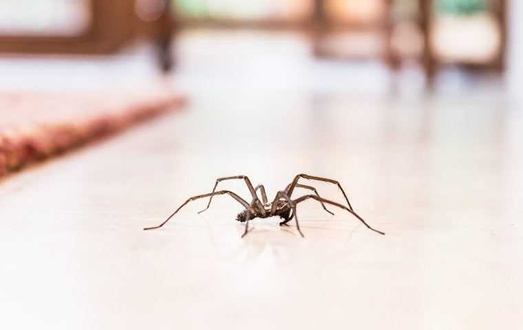 Spiders Be Gone: Expert Tips For Effective Spider Control For Your Salt Lake City Home