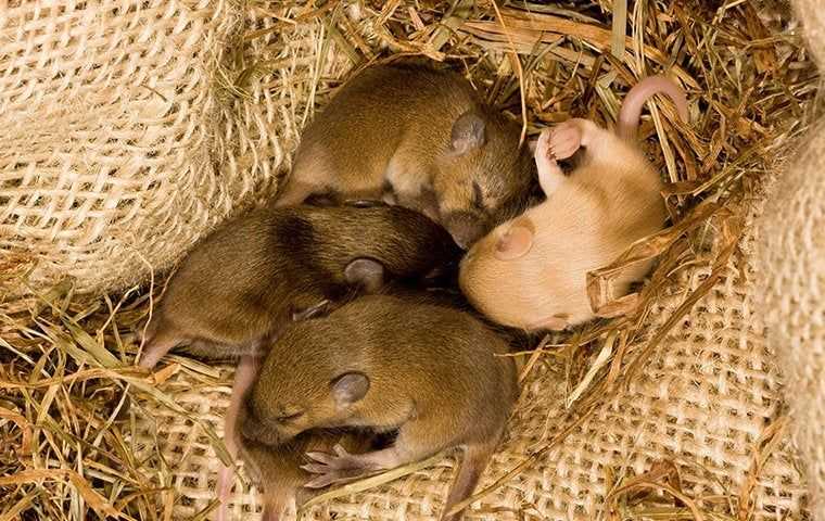 baby rodents in a nest