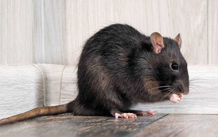 How To Be Sure Your Salt Lake City Home Is Rat-Free This Fall