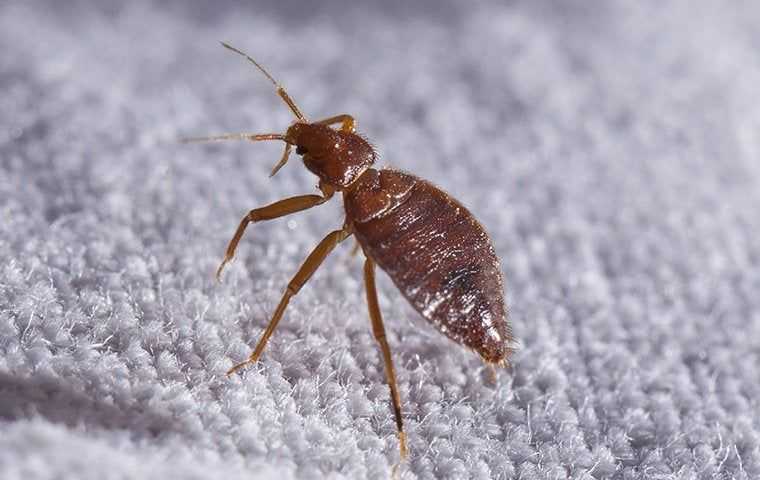 Heat Treatments For Bed Bugs: A Step-By-Step Guide For Salt Lake City Homeowners
