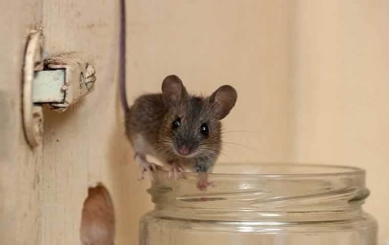 mouse on a jar in cabinet