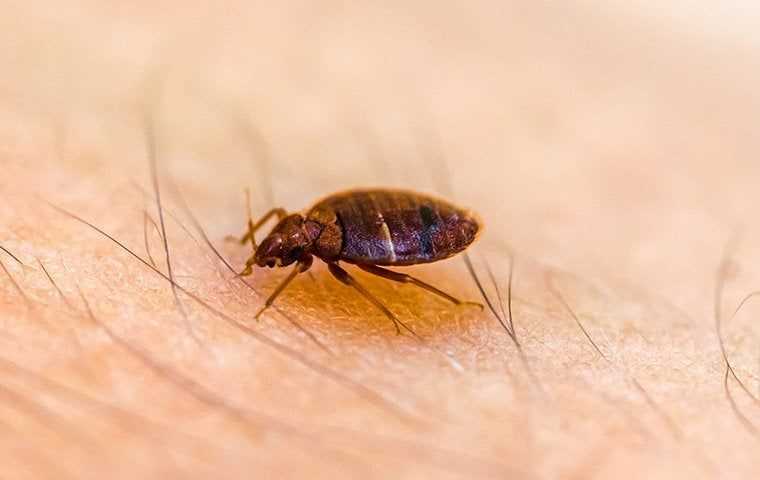 How To Identify And Get Rid Of A Bed Bug Infestation In Your Salt Lake City Home
