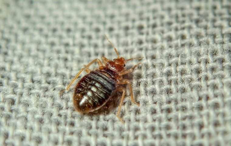 Bed Bugs In Salt Lake City Homes: How They Get In And How To Keep Them Out
