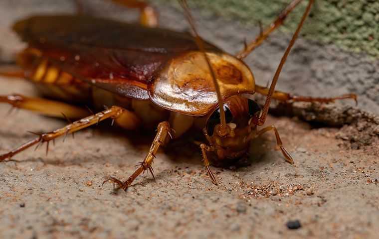 A Step-by-Step Guide To Successful Cockroach Control In Salt Lake City