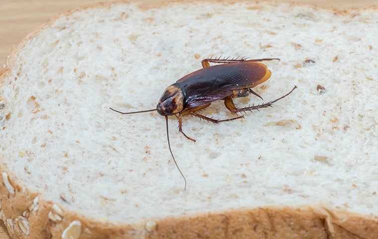 a cockroach on bread in home