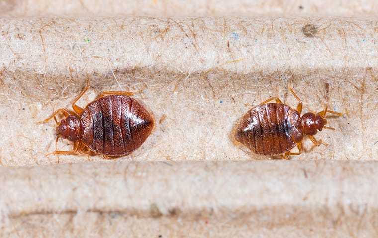 Eliminating Bed Bugs: Strategies For Effective Bed Bug Control For Your Home In Salt Lake City