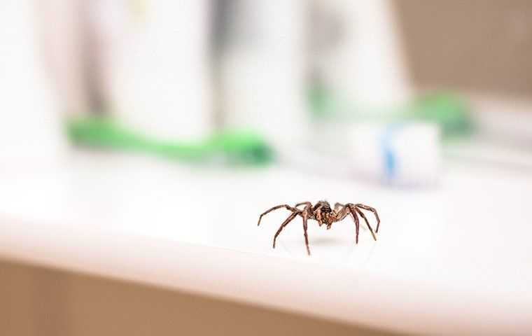 Everything You Need To Know About Spider Control In Salt Lake City